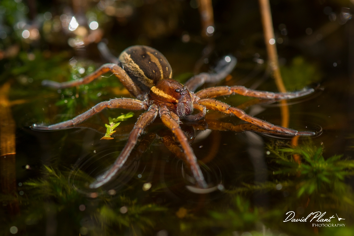 David Plant Photography - Wildlife Photography - Raft spider, Dolomedes fimbriatus - D.jpg - Raft spider, Dolomedes fimbriatus - Shropshire