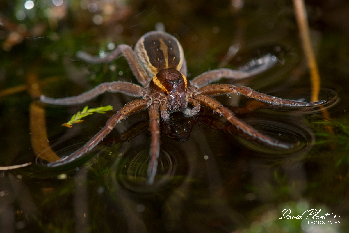 David Plant Photography - Wildlife Photography - Raft spider, Dolomedes fimbriatus - E.jpg - Raft spider, Dolomedes fimbriatus - Shropshire