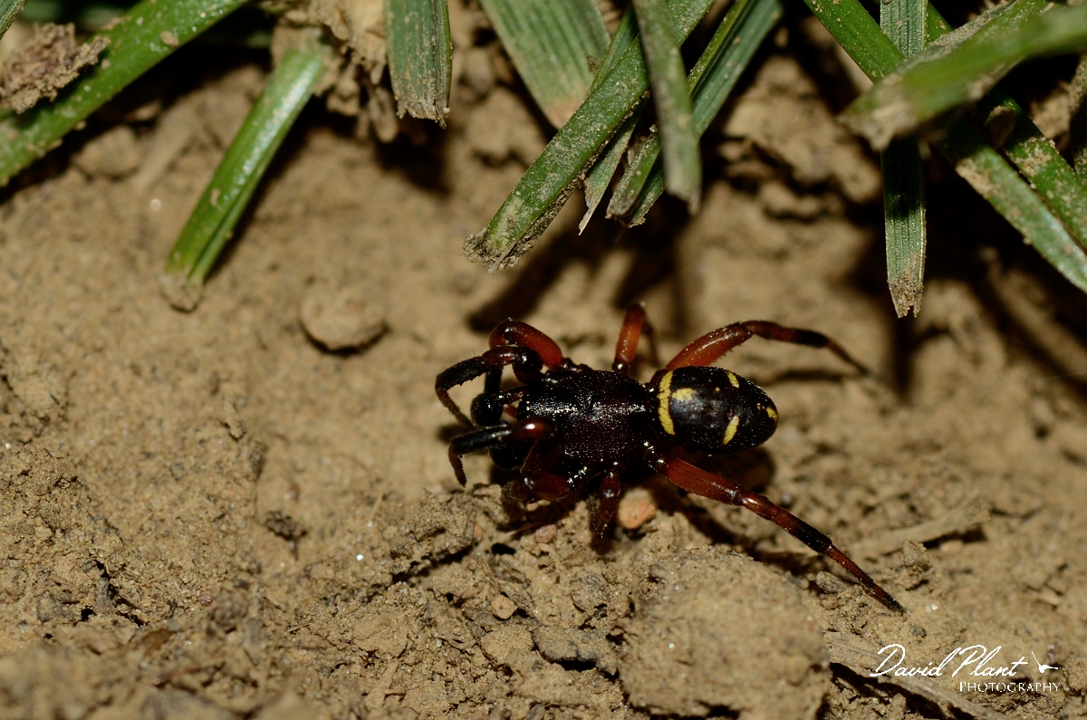 David Plant Photography - Wildlife Photography - Steatoda phalerata - A.jpg - Steatoda phalerata - Warwickshire