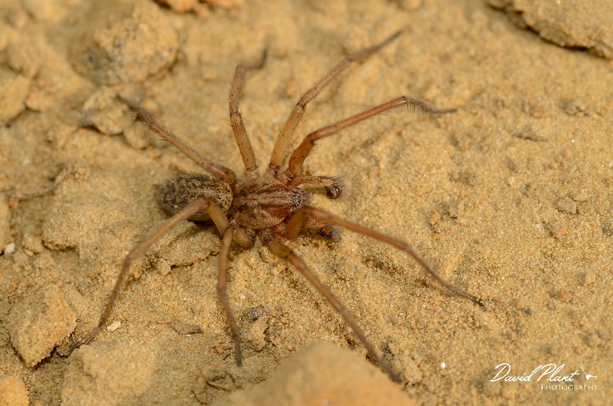 David Plant Photography - Wildlife Photography - Tegenaria duellica - A.jpg - Tegenaria duellica - Cambridgeshire
