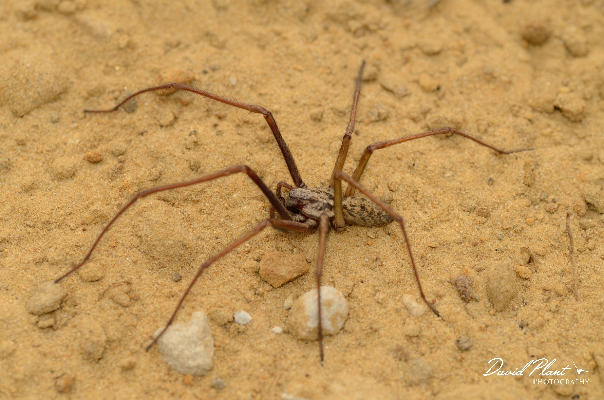 David Plant Photography - Wildlife Photography - Tegenaria duellica - C.jpg - Tegenaria duellica - Cambridgeshire