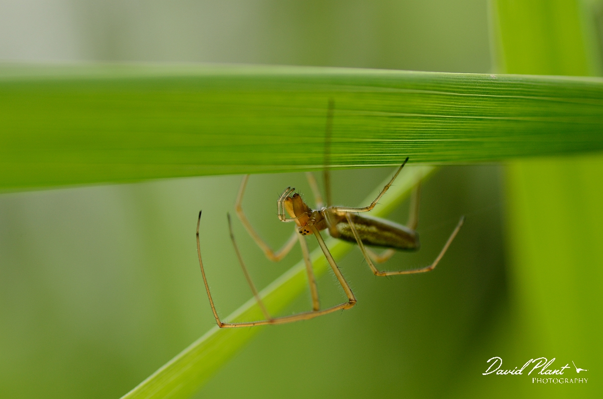 David Plant Photography - Wildlife Photography - Tetragnatha extensa - A.jpg - Tetragnatha extensa under leaf - Solihull