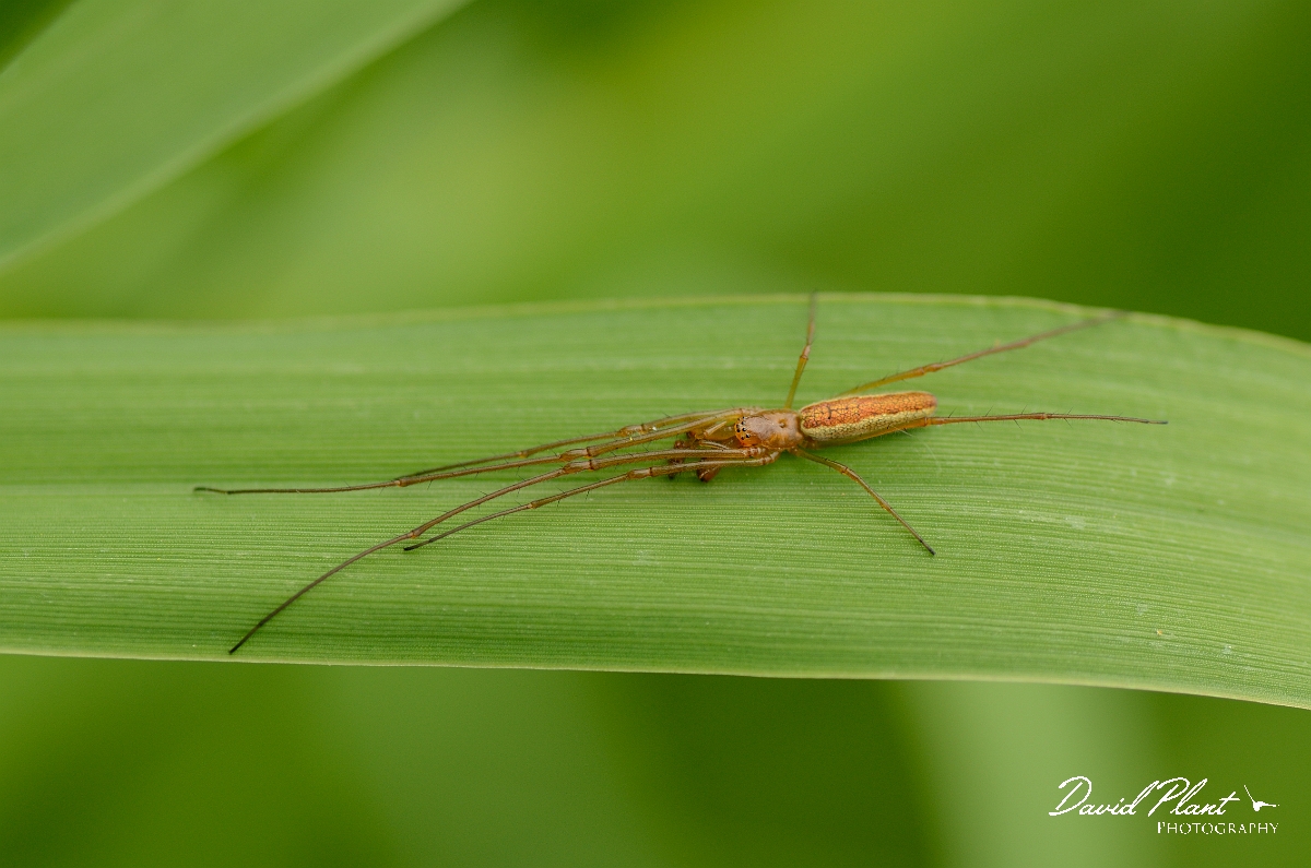 David Plant Photography - Wildlife Photography - Tetragnatha extensa - B.jpg - Tetragnatha extensa on leaf - Solihull