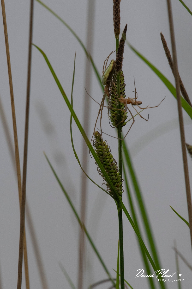 David Plant Photography - Wildlife Photography - Tetragnatha extensa - C.jpg - Tetragnatha extensa - Surrey