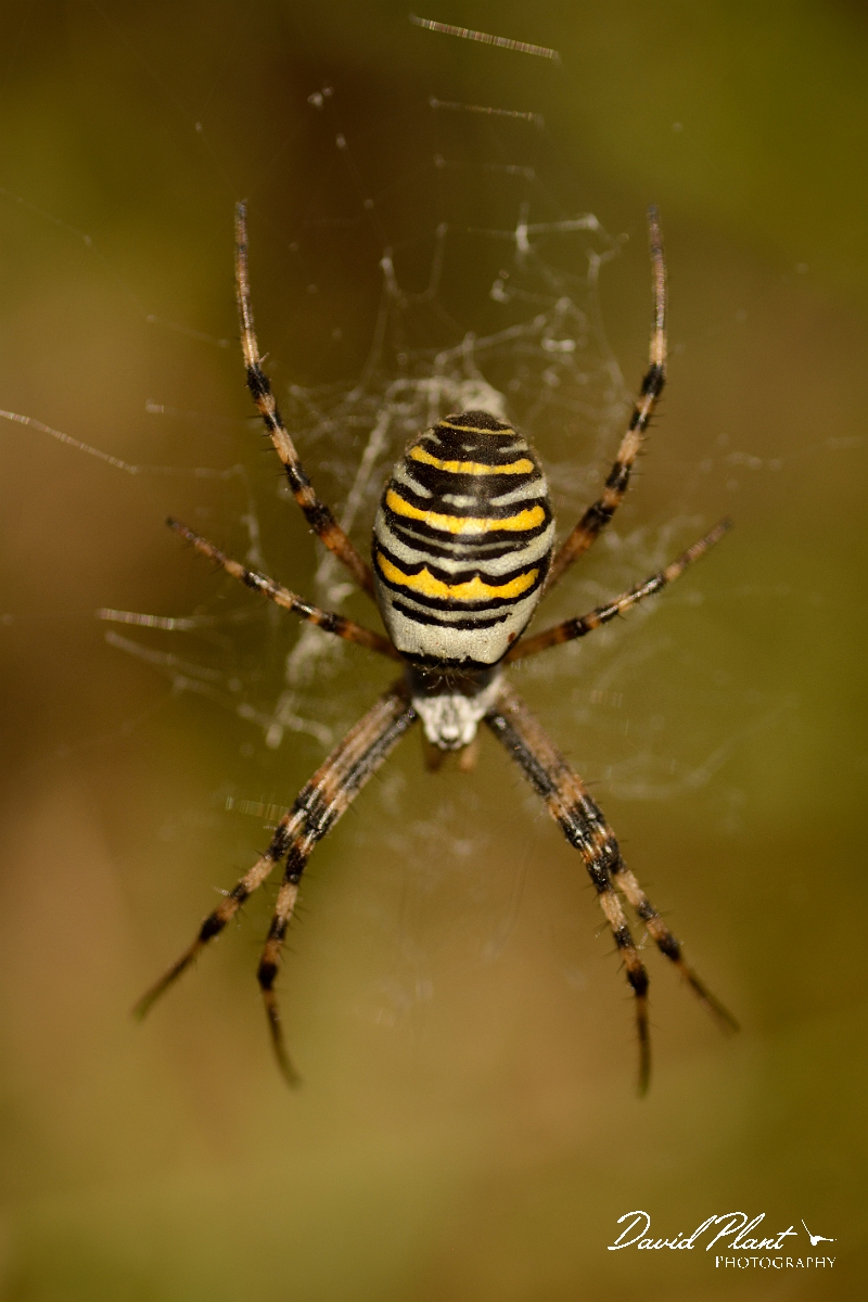 David Plant Photography - Wildlife Photography - Wasp spider, Argiope bruennichi - B.jpg - Wasp spider, Argiope bruennichi - Dorset