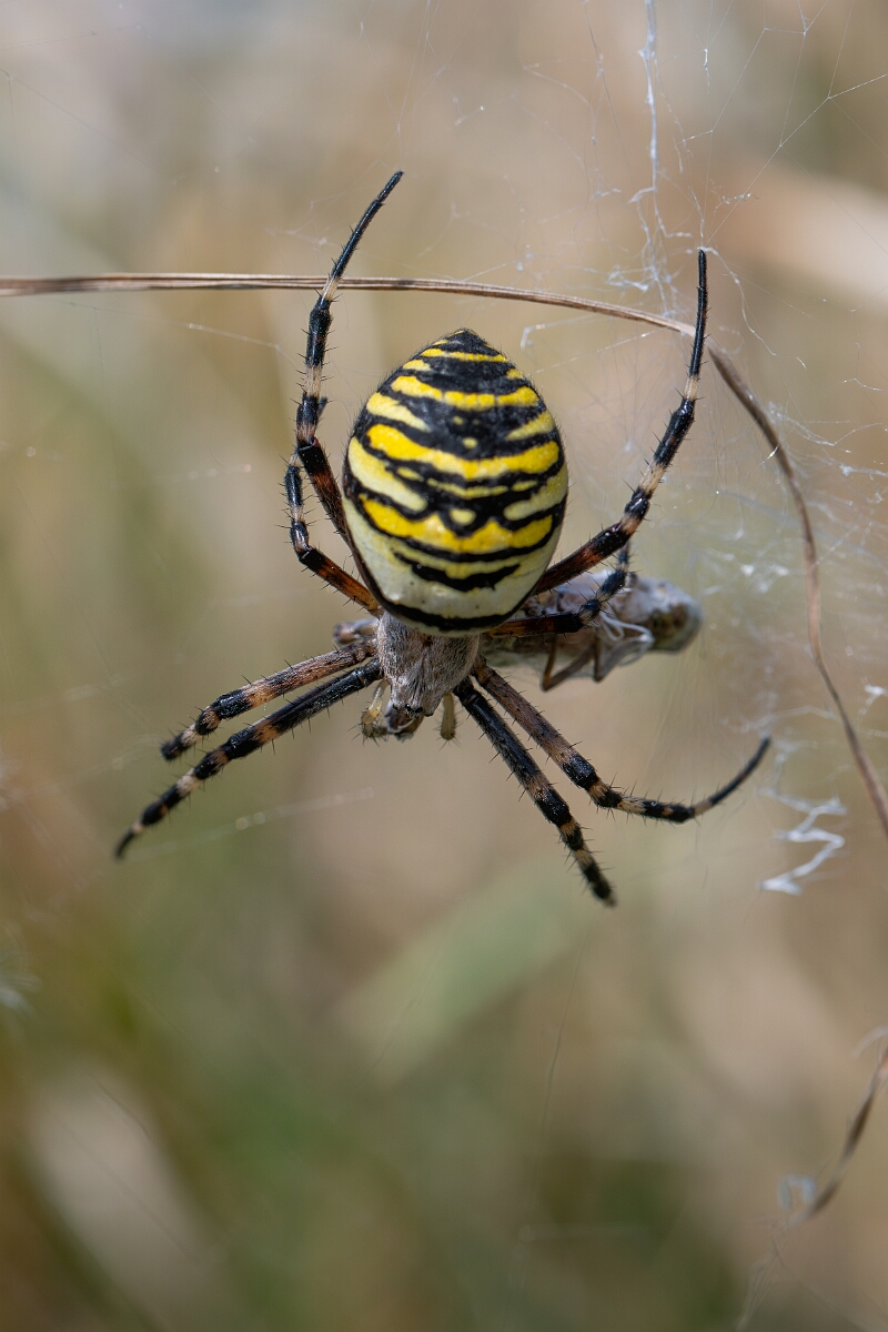 David Plant Photography - Wildlife Photography - Wasp spider, Argiope bruennichi - D.jpg - Wasp spider, Argiope bruennichi - Oxfordshire
