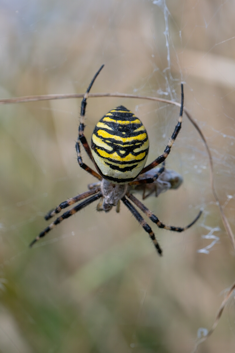 David Plant Photography - Wildlife Photography - Wasp spider, Argiope bruennichi - E.jpg - Wasp spider, Argiope bruennichi - Oxfordshire