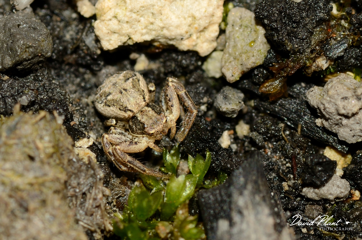 David Plant Photography - Wildlife Photography - Xysticus cristatus - A.jpg - Xysticus cristatus - Dorset