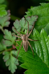 David Plant Photography - Wildlife Photography - Nurseryweb spider, Pisaura mirabilis - H