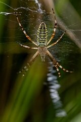 David Plant Photography - Wildlife Photography - Wasp spider, Argiope bruennichi - H