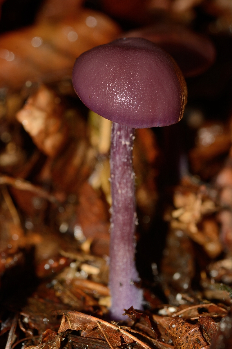 David Plant Photography - Wildlife Photography - Amethyst deceiver, Laccaria amethystina - A.jpg - Amethyst deceiver, Laccaria amethystina - Buckinghamshire