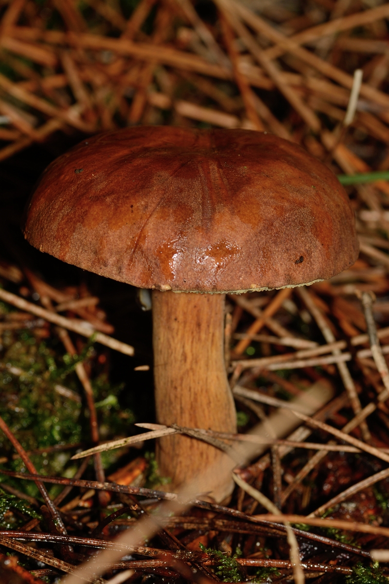David Plant Photography - Wildlife Photography - Bay bolete, Boletus badius - A.jpg - Bay bolete, Boletus badius - Staffordshire