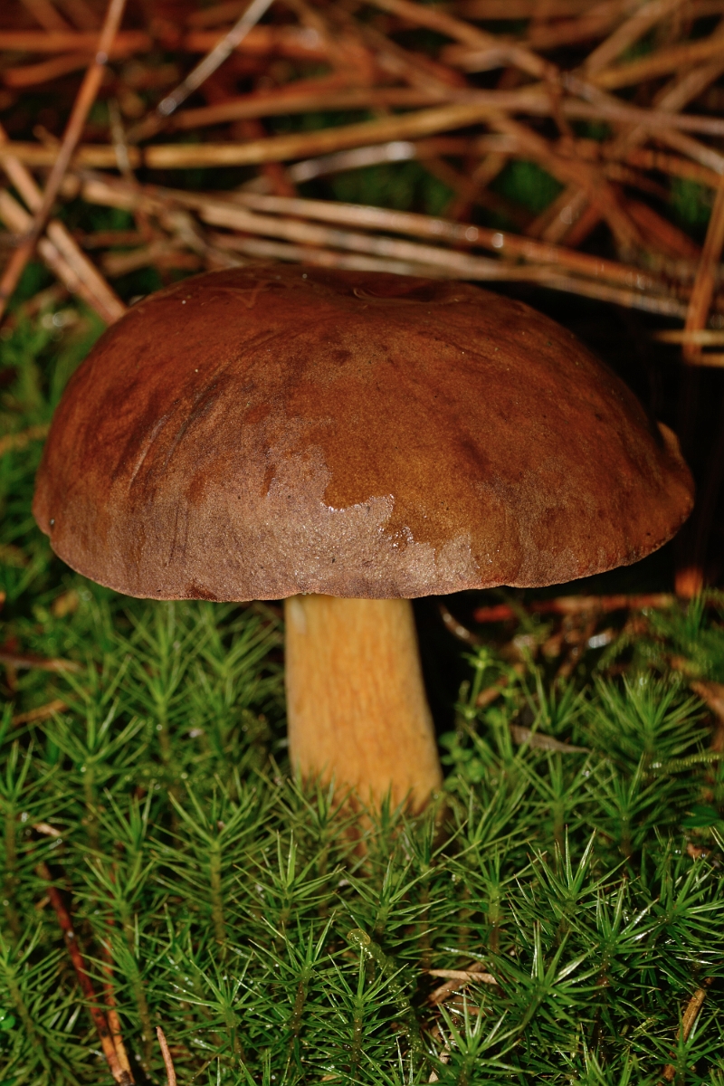David Plant Photography - Wildlife Photography - Bay bolete, Boletus badius - B.jpg - Bay bolete, Boletus badius - Staffordshire