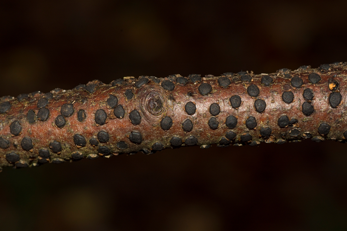 David Plant Photography - Wildlife Photography - Beech barkspot, Diatrype disciformis - D.jpg - Beech barkspot, Diatrype disciformis - Essex