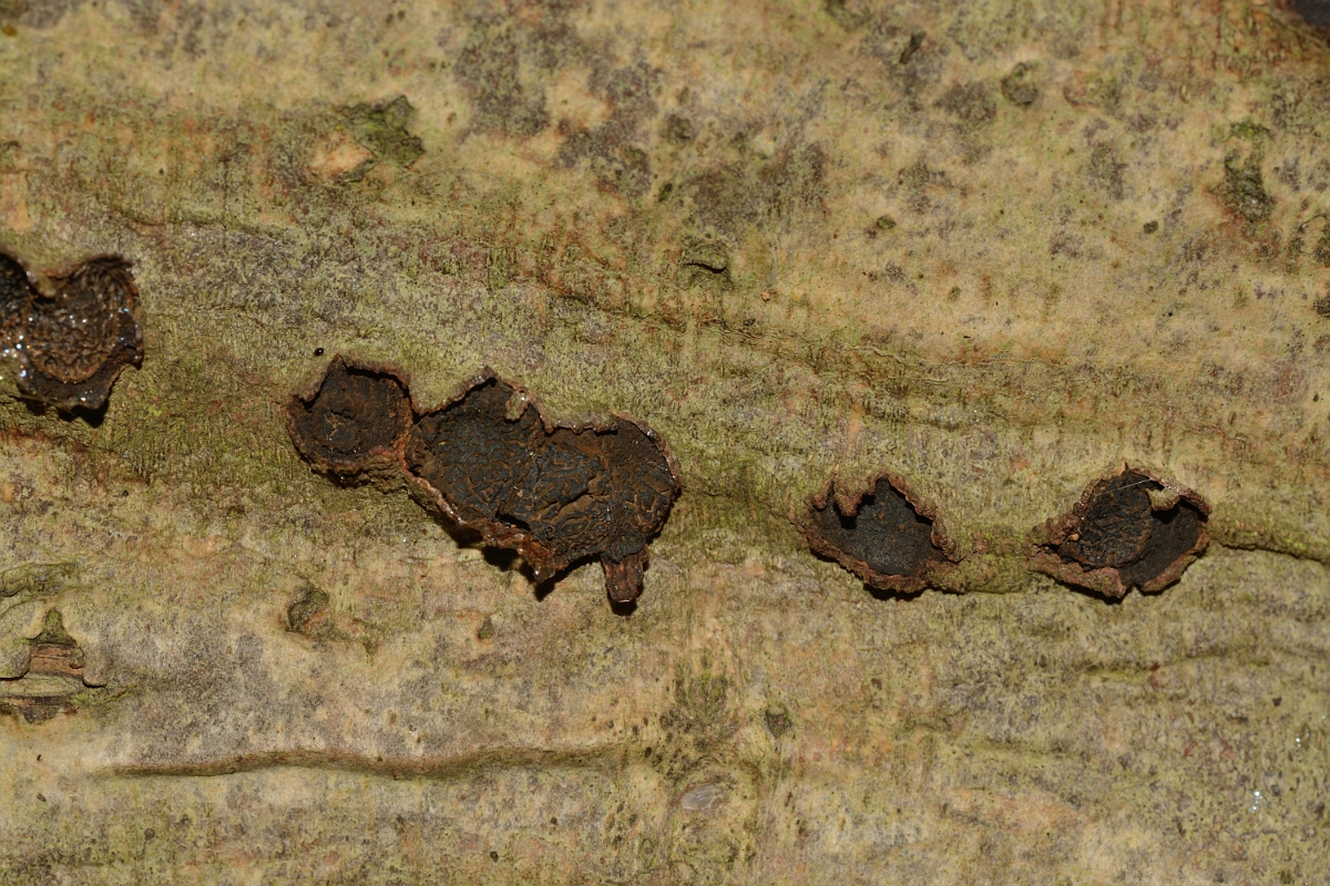 David Plant Photography - Wildlife Photography - Beech blackspot, Diatrype disciformis - B.jpg - Beech barkspot, Diatrype disciformis - Hertfordshire