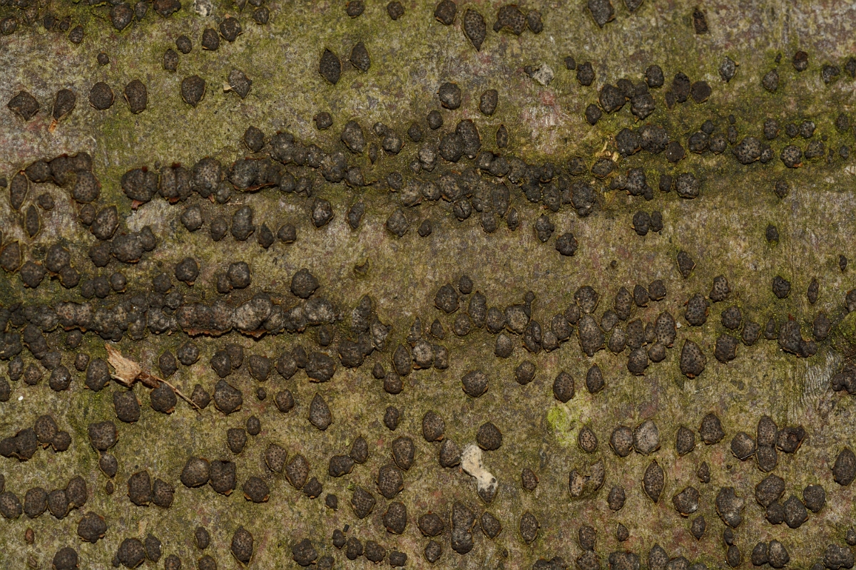 David Plant Photography - Wildlife Photography - Beech blackspot, Diatrype disciformis - C.jpg - Beech barkspot, Diatrype disciformis - Hertfordshire