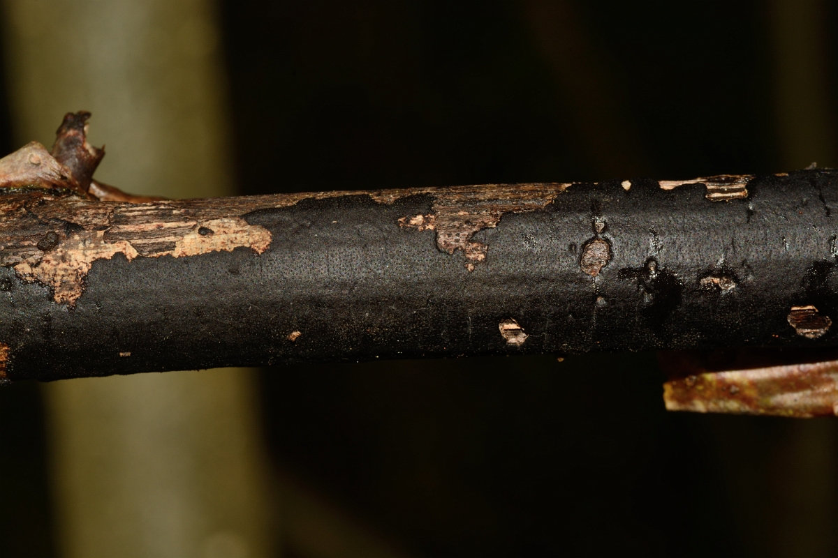 David Plant Photography - Wildlife Photography - Beech tarcrust, Biscogniauxia nummularia - A.jpg - Beech tarcrust, Biscogniauxia nummularia - Cambridgeshire