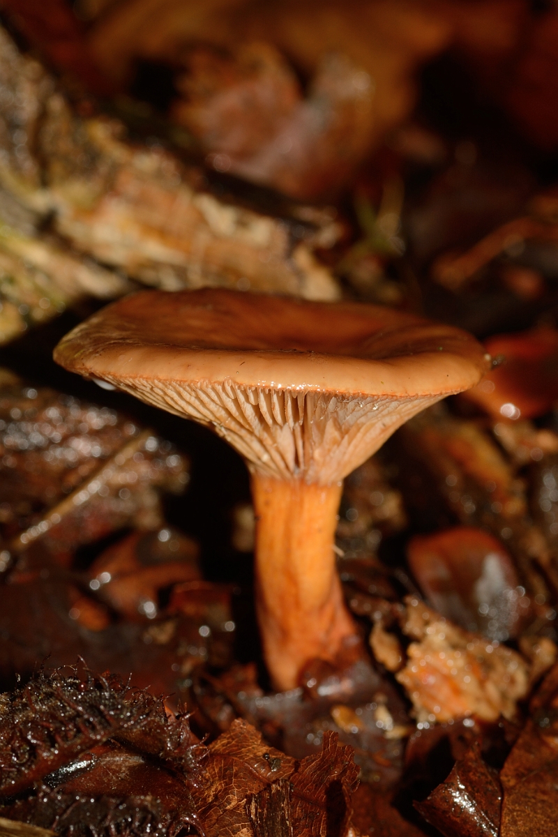 David Plant Photography - Wildlife Photography - Birch milkcup, Lactarius tabidus - B.jpg - Birch milkcup, Lactarius tabidus - Buckinghamshire