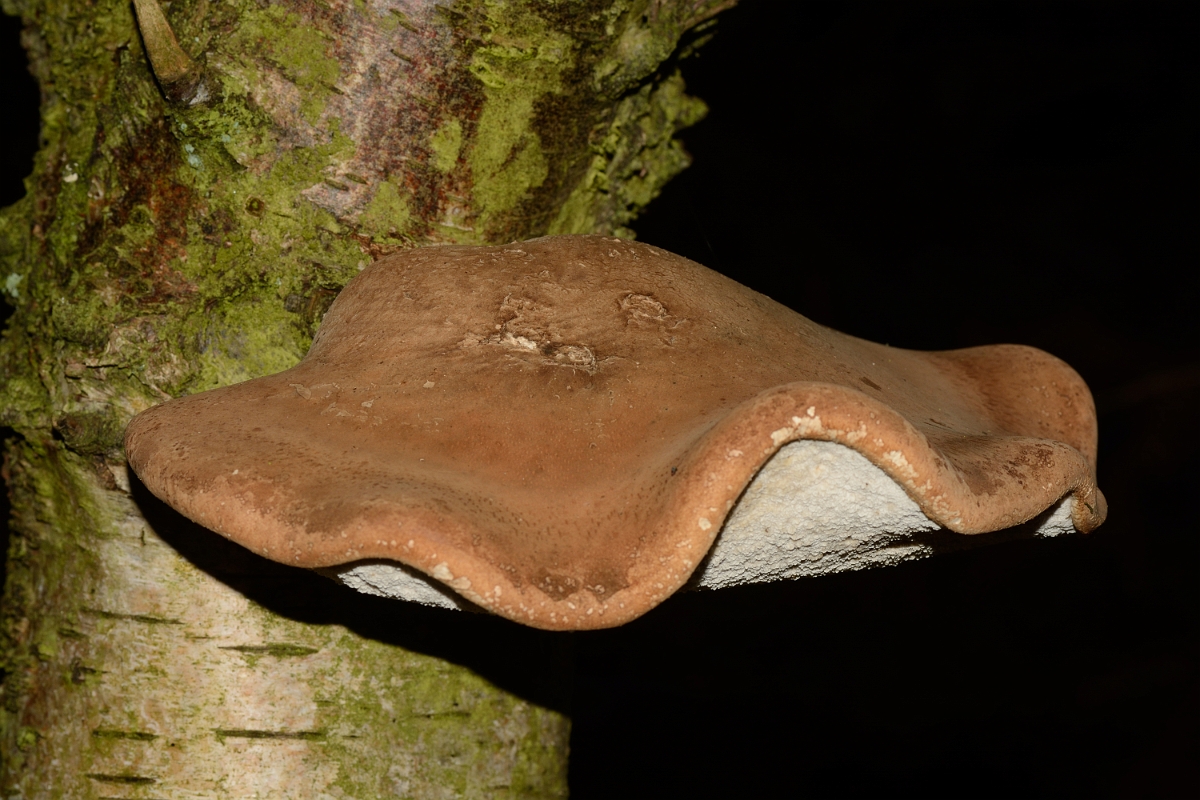 David Plant Photography - Wildlife Photography - Birch polypore, Piptoporus betulinus - A.jpg - Birch polypore, Piptoporus betulinus - Staffordshire