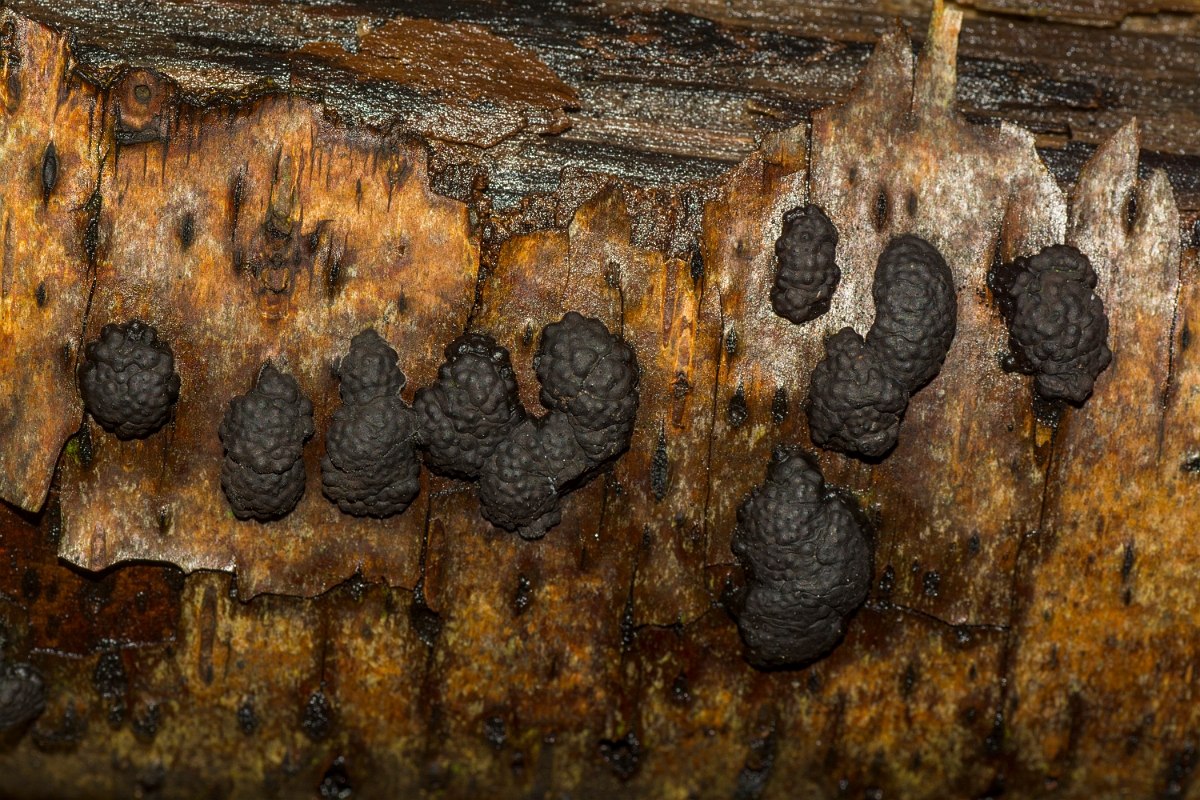David Plant Photography - Wildlife Photography - Birch woodwart, Hypoxylon multiforme - A.jpg - Birch woodwart, Hypoxylon multiforme - Essex