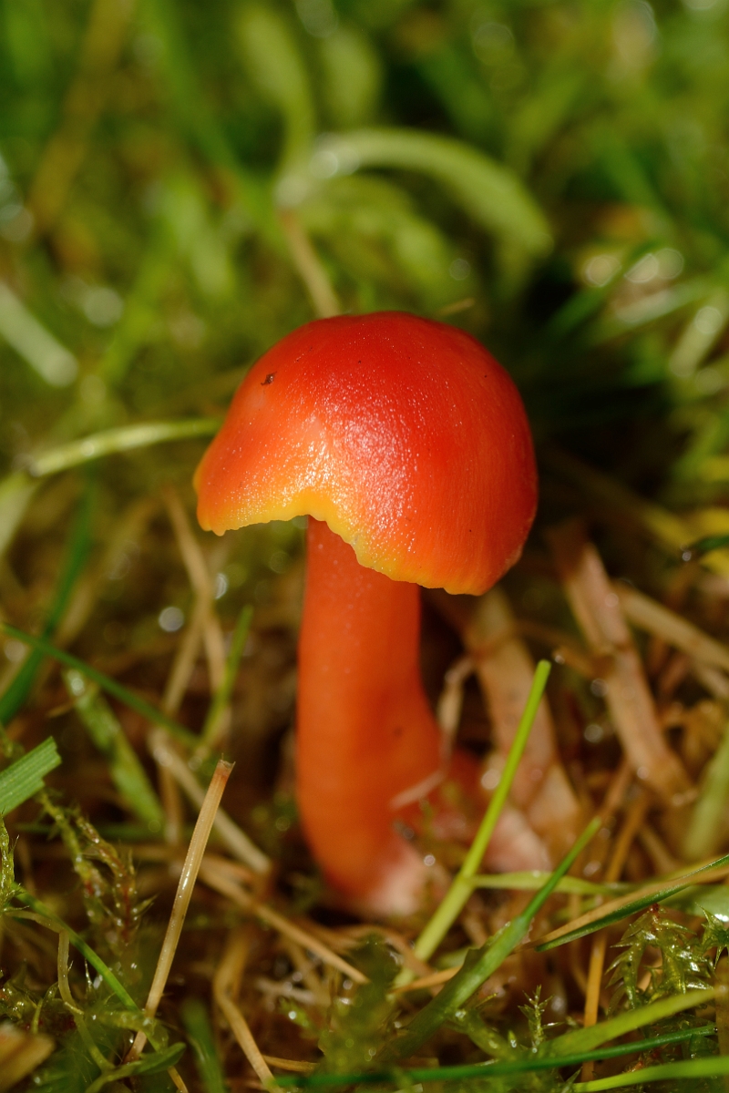David Plant Photography - Wildlife Photography - Bitter waxcap, Hygrocybe mucronella - A.jpg - Bitter waxcap, Hygrocybe mucronella - Staffordshire