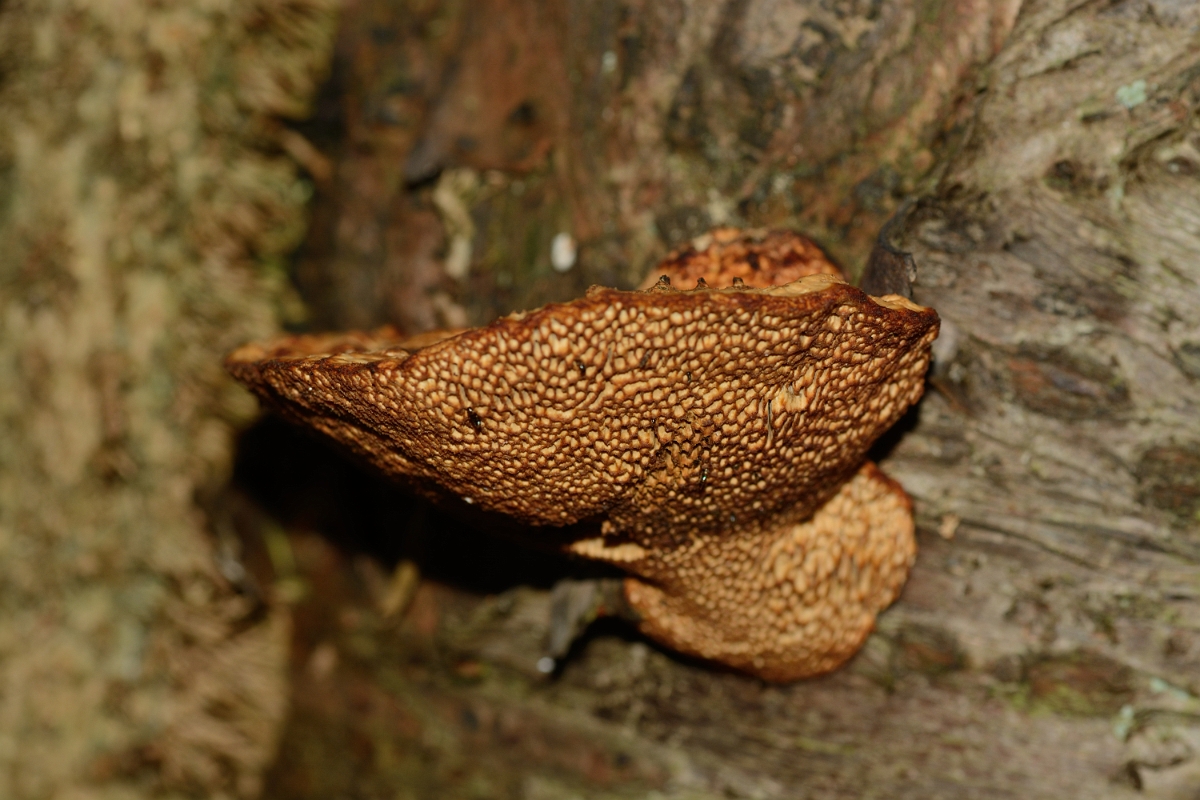 David Plant Photography - Wildlife Photography - Blushing bracket, Daedaleopsis confragosa - A.jpg - Blushing bracket, Daedaleopsis confragosa - Buckinghamshire