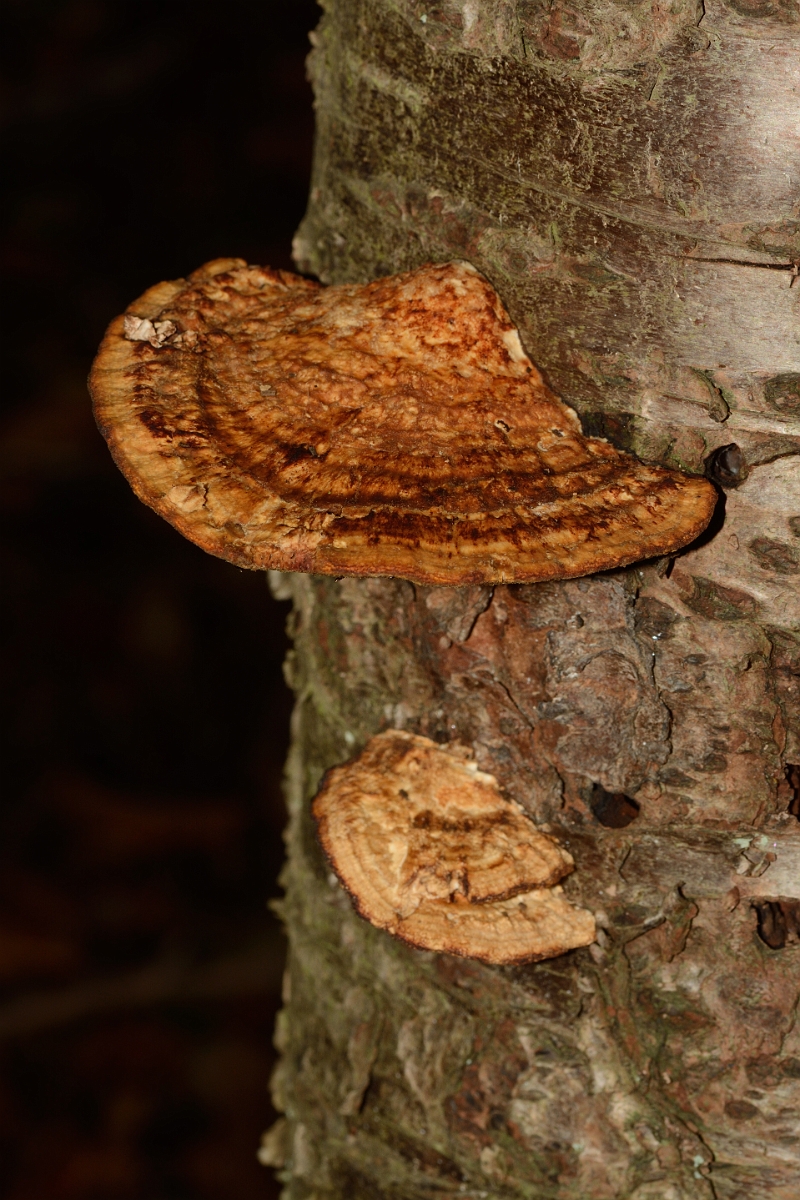 David Plant Photography - Wildlife Photography - Blushing bracket, Daedaleopsis confragosa - C.jpg - Blushing bracket, Daedaleopsis confragosa - Buckinghamshire