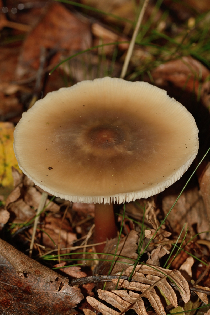 David Plant Photography - Wildlife Photography - Butter cap, Collybia (Rhodocollybia) butyracea - A.jpg - Butter cap, Collybia (Rhodocollybia) butyracea - Bedfordshire