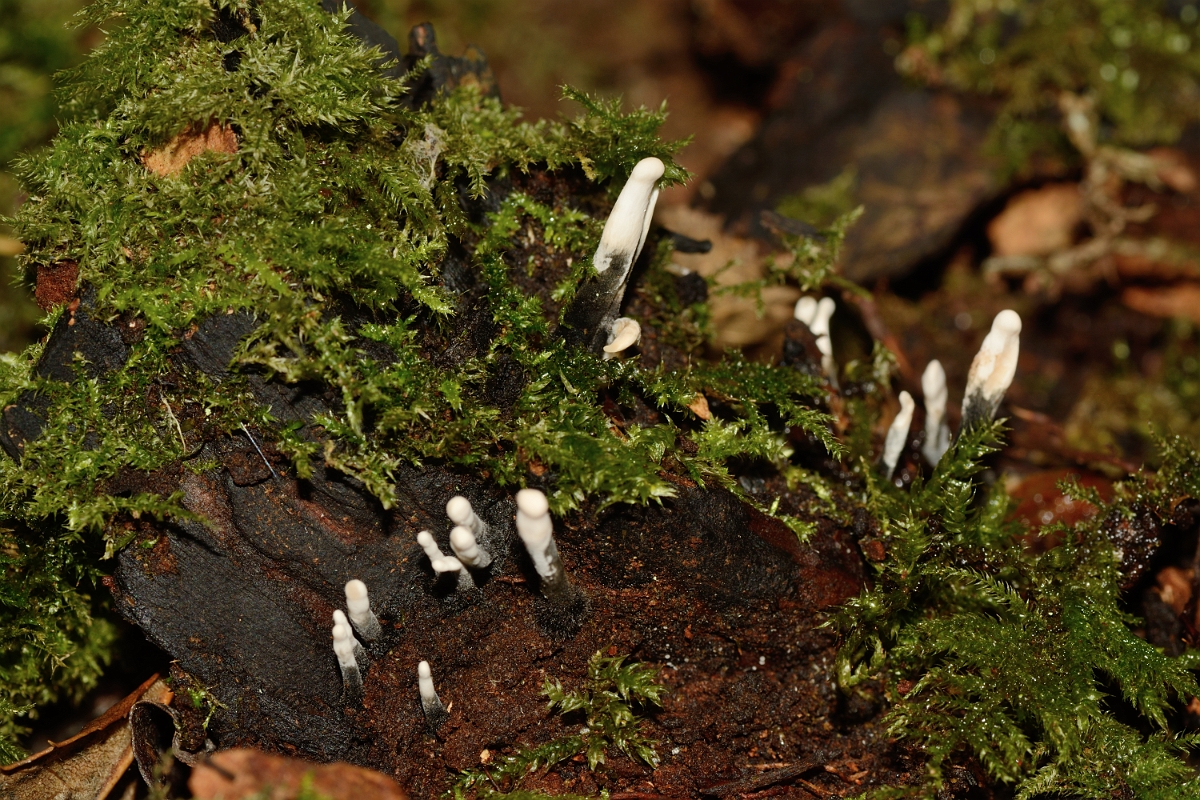 David Plant Photography - Wildlife Photography - Candlesnuff fungus, Xylaria hypoxylon - A.jpg - Candlesnuff fungus, Xylaria hypoxylon - Buckinghamshire