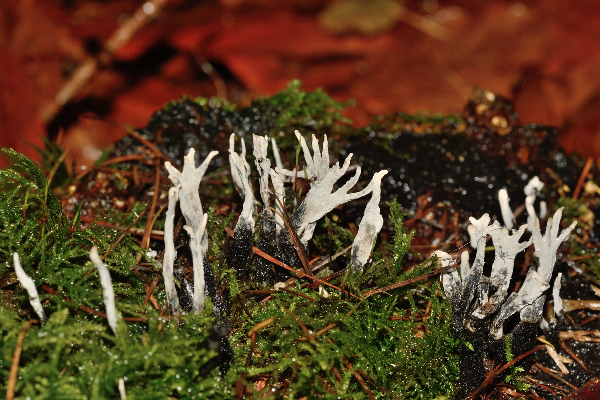 David Plant Photography - Wildlife Photography - Candlesnuff fungus, Xylaria hypoxylon - B.jpg - Candlesnuff fungus, Xylaria hypoxylon - Buckinghamshire