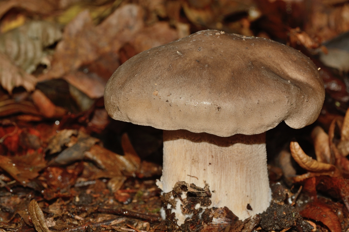 David Plant Photography - Wildlife Photography - Clouded funnel, Clitocybe nebularis - A.jpg - Clouded funnel, Clitocybe nebularis - Hertfordshire