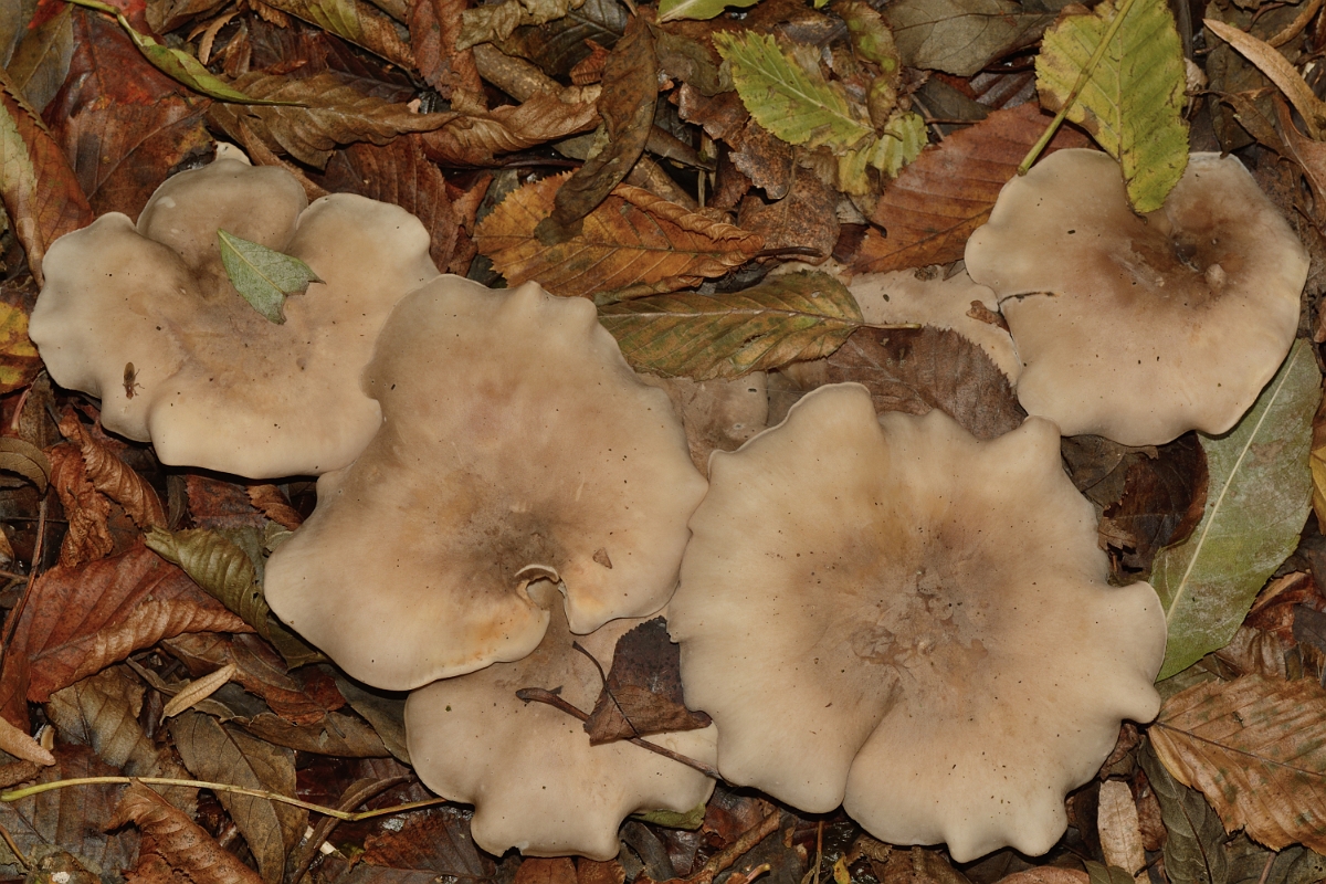 David Plant Photography - Wildlife Photography - Clouded funnel, Clitocybe nebularis - B.jpg - Clouded funnel, Clitocybe nebularis - Hertfordshire