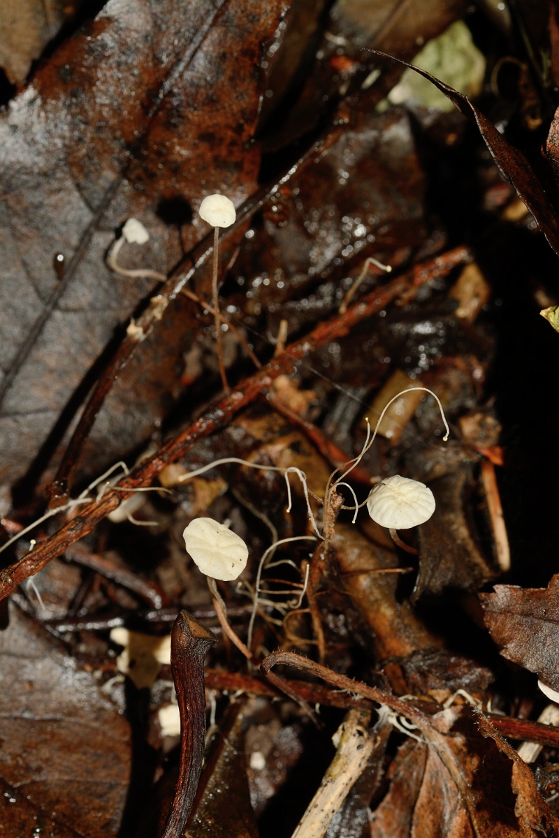David Plant Photography - Wildlife Photography - Collared parachute, Marasmius rotula - A.jpg - Collared parachute, Marasmius rotula - Buckinghamshire