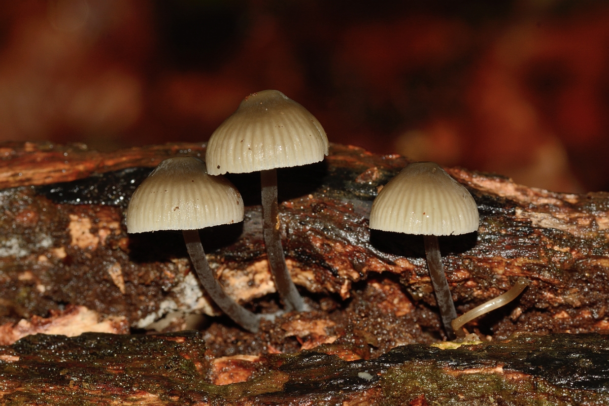 David Plant Photography - Wildlife Photography - Common bonnet, Mycena galericulata - A.jpg - Common bonnet, Mycena galericulata - Cambridgeshire