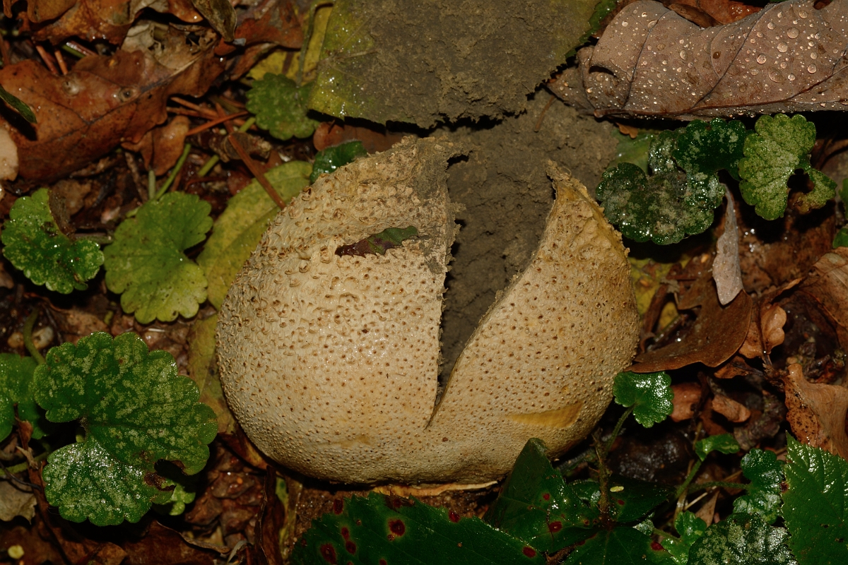 David Plant Photography - Wildlife Photography - Common earthball, Scleroderma citrinum - A.jpg - Common earthball, Scleroderma citrinum - Bedfordshrie