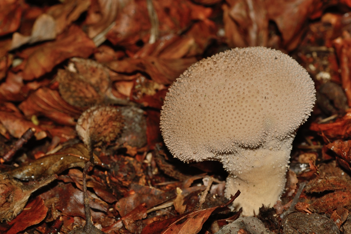 David Plant Photography - Wildlife Photography - Common puffball, Lycoperdon perlatum - A.jpg - Common puffball, Lycoperdon perlatum - Buckinghamshire