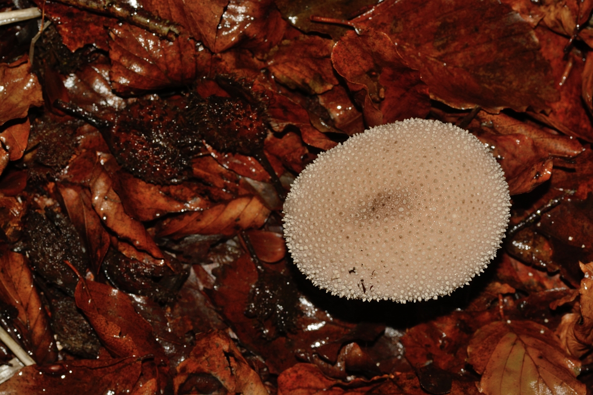 David Plant Photography - Wildlife Photography - Common puffball, Lycoperdon perlatum - B.jpg - Common puffball, Lycoperdon perlatum - Buckinghamshire
