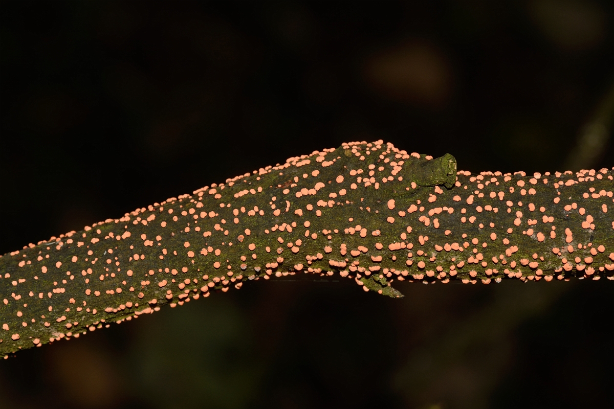 David Plant Photography - Wildlife Photography - Coral spot, Nectria cinnabarina - B.jpg - Coral spot, Nectria cinnabarina - Hertfordshire