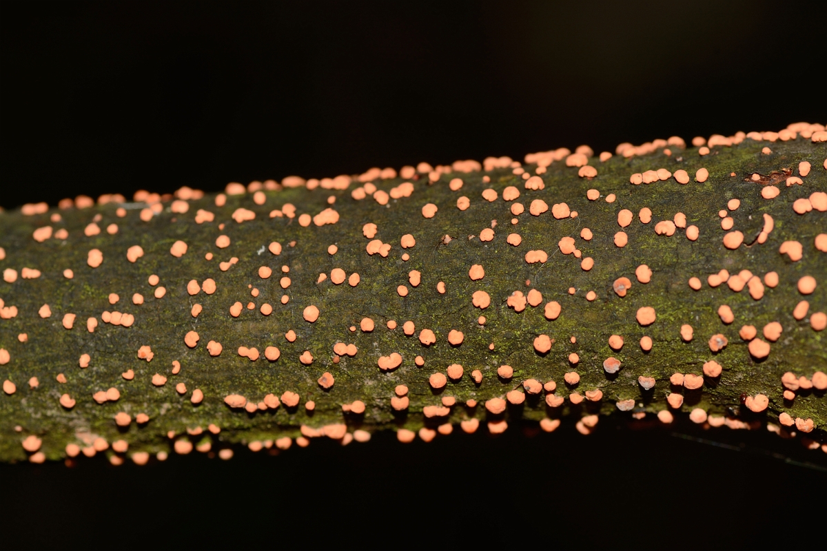 David Plant Photography - Wildlife Photography - Coral spot, Nectria cinnabarina - C.jpg - Coral spot, Nectria cinnabarina - Hertfordshire