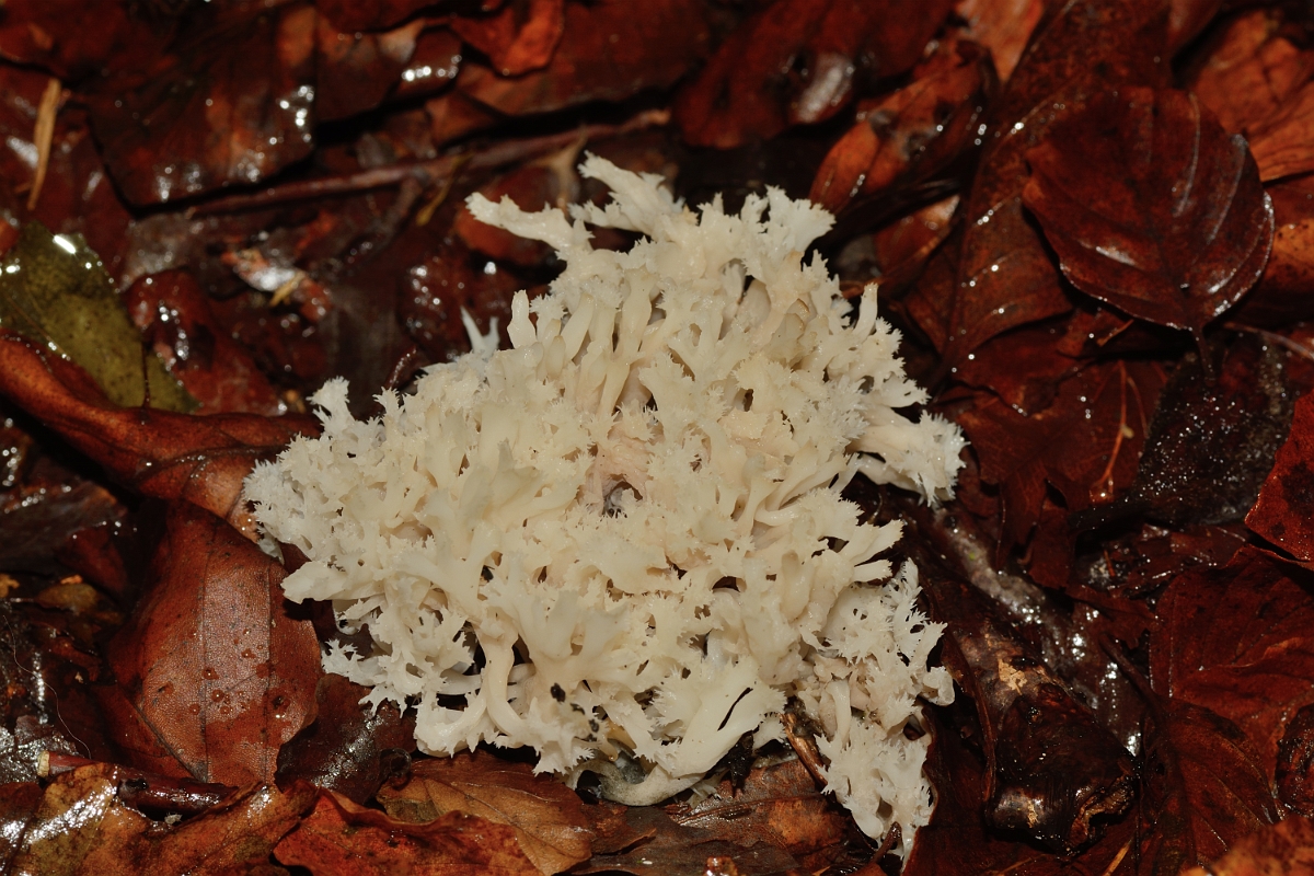 David Plant Photography - Wildlife Photography - Crested coral, Clavulina coralloides - B.jpg - Crested coral, Clavulina coralloides - Buckinghamshire
