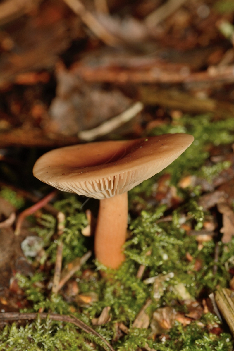 David Plant Photography - Wildlife Photography - Curry milkcap, Lactarius camphoatus - A.jpg - Curry milkcup, Lactarius camphoatus - Bedfordshrie