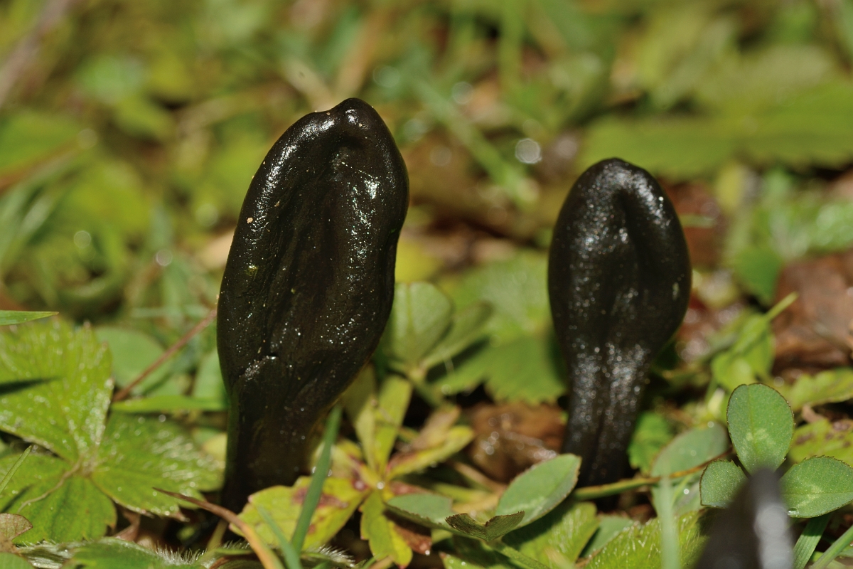 David Plant Photography - Wildlife Photography - Dark-purple earthtongue, Geoglossum atropurpureum - A.jpg - Dark-purple earthtongue, Geoglossum altropurpureum - Cambridgeshire