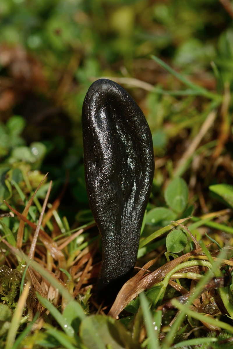 David Plant Photography - Wildlife Photography - Dark-purple earthtongue, Geoglossum atropurpureum -.jpg - Dark-purple earthtongue, Geoglossum altropurpureum - Cambridgeshire