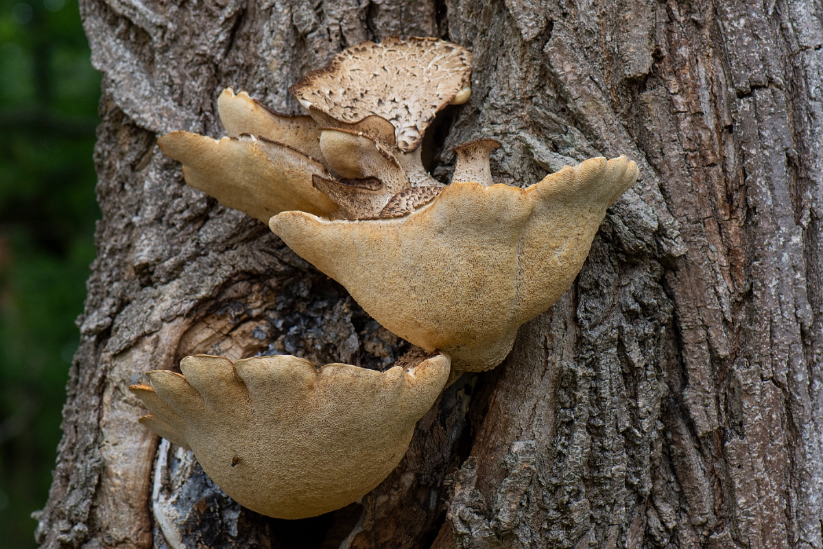 David Plant Photography - Wildlife Photography - Dryad's Saddle, Cerioporus squamosus - C.JPG - Dryad's saddle, Cerioporus squamosus - Buckinghamshire