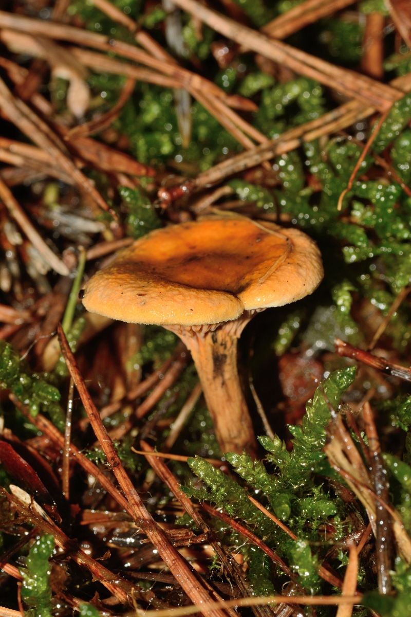 David Plant Photography - Wildlife Photography - False chanterelle, Hygrophoropsis aurantiaca - A.jpg - False chanterelle, Hygrophoropsis aurantiaca - Bedfordshire