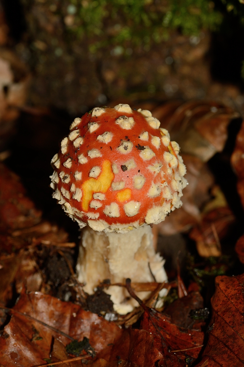 David Plant Photography - Wildlife Photography - Fly agaric, Amanita muscaria - A.jpg - Fly agaric, Amanita muscaria - Buckinghamshire