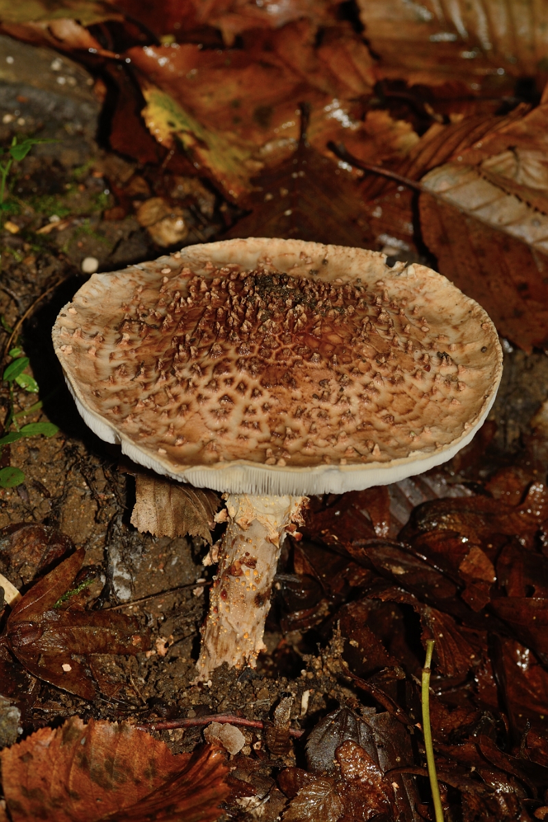 David Plant Photography - Wildlife Photography - Freckled dapperling, Lepiota aspera - A.jpg - Freckled dapperling - Lepiota aspera - Bedfordshire