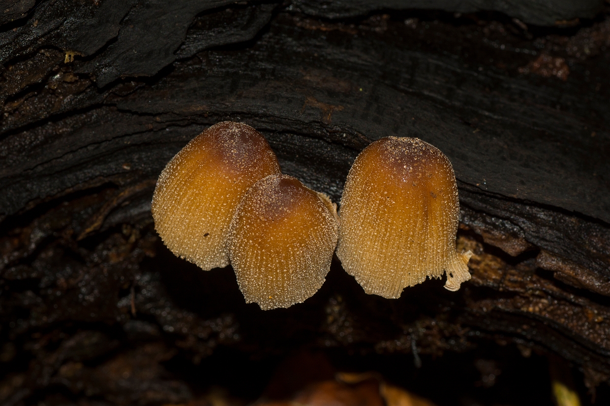 David Plant Photography - Wildlife Photography - Glistening inkcap, Coprinellus micaceus - A.jpg - Glistening inkcap, Coprinellus micaceus - Essex