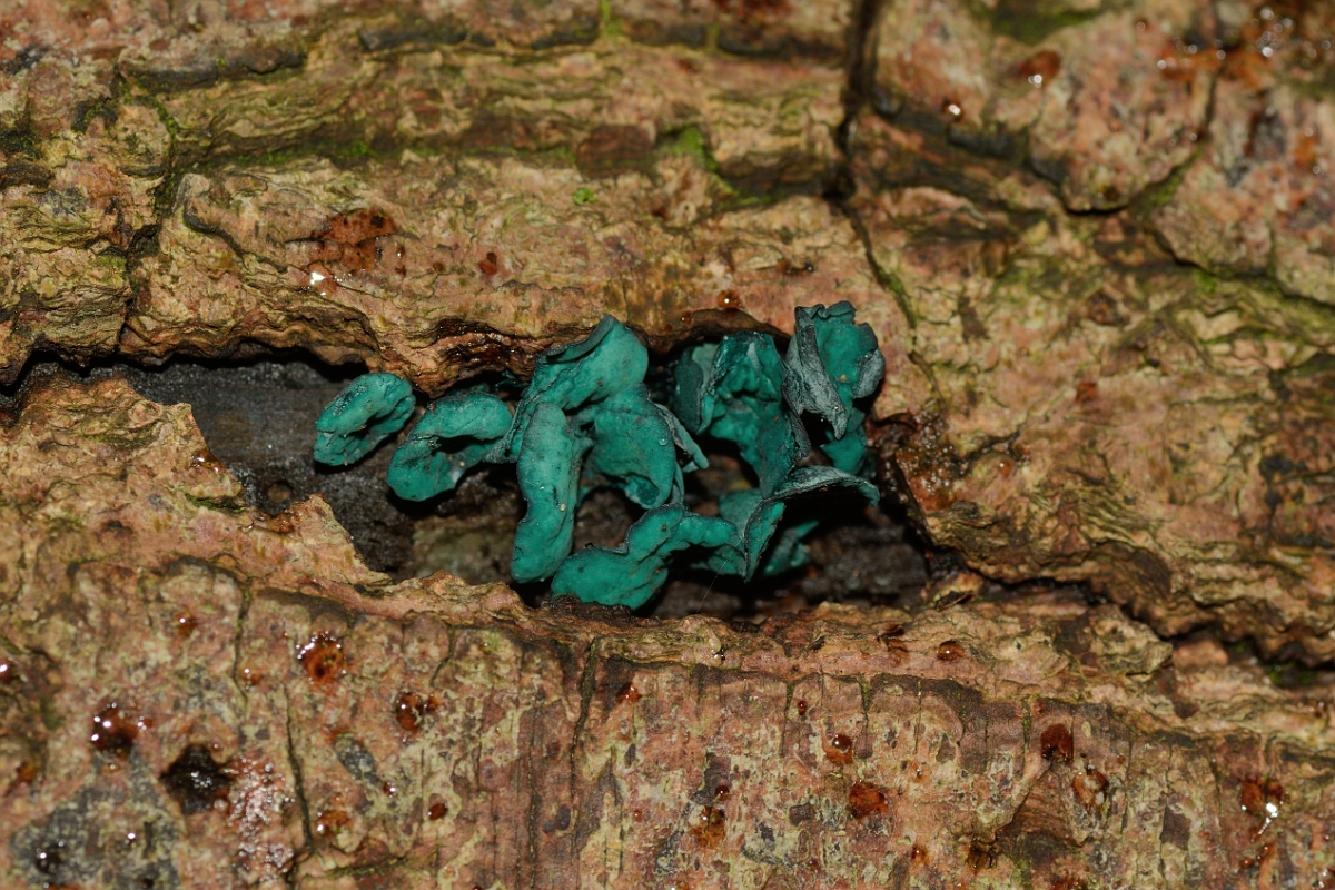 David Plant Photography - Wildlife Photography - Green elfcup, Chlorociboria aeruginascens - A.jpg - Green elfcup, Chlorociboria aeruginascens - Bedfordshire