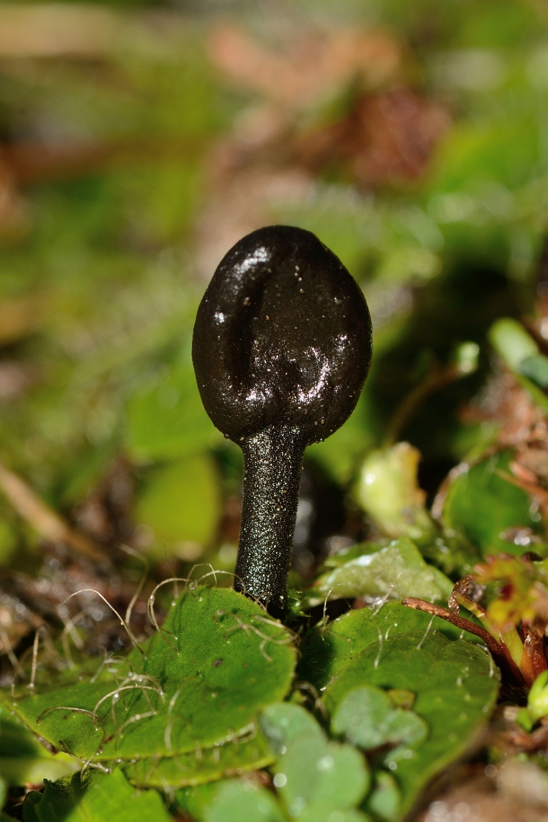 David Plant Photography - Wildlife Photography - Hairy earthtongue, Trichoglossum hirsutum - B.jpg - Hairy earthtongue, Trichoglossum hirsutum - Kent